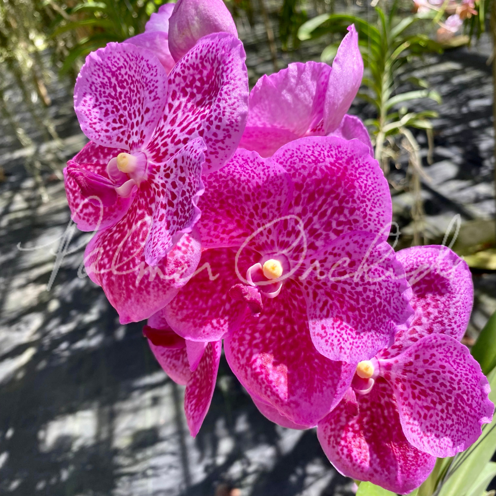 Vanda Brighton's Pink Delight — Palmer Orchids
